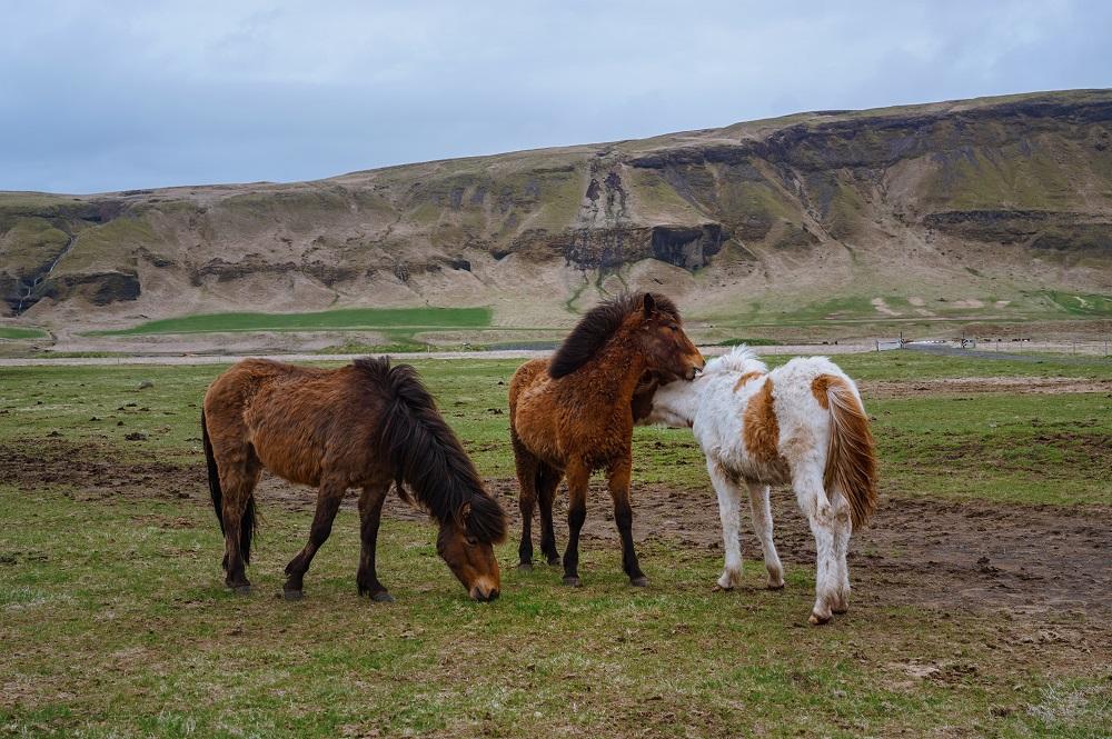 NRV reizigersfoto IJsland