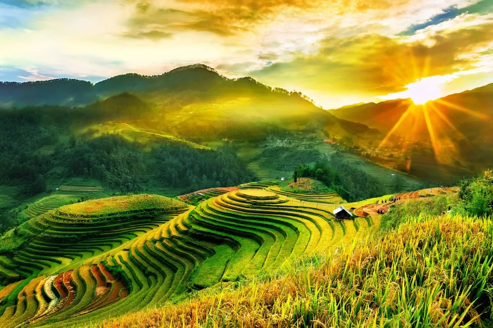 Rijstvelden in Vietnam bij zonsopgang