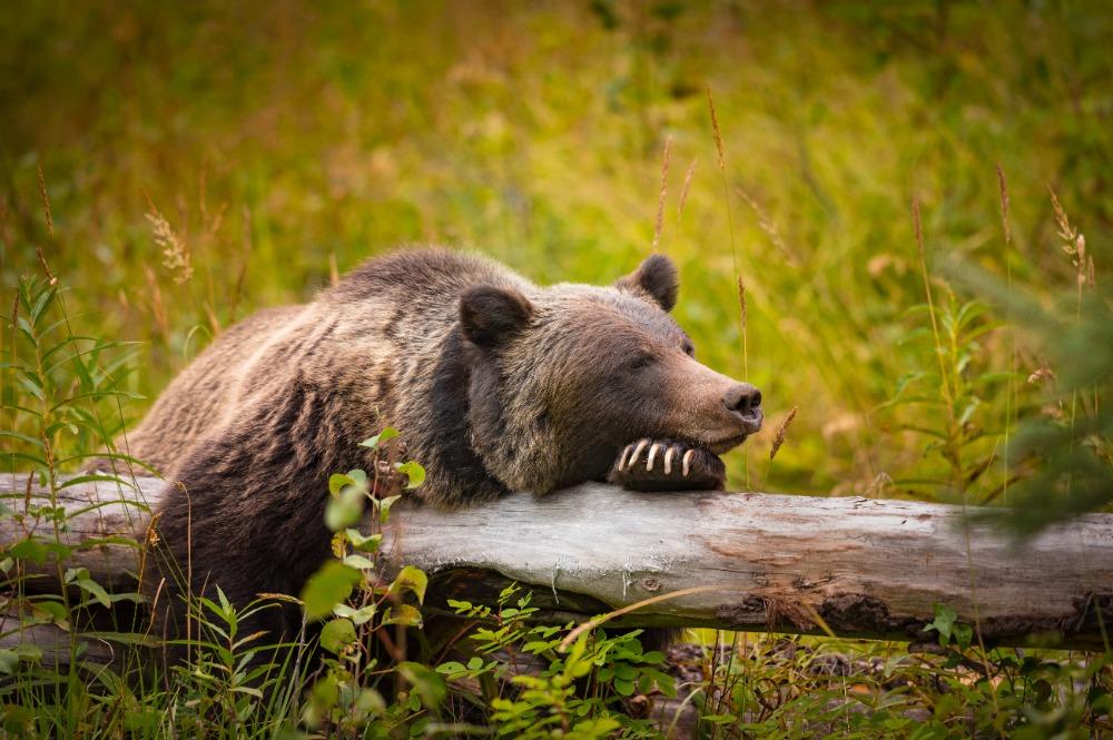 Grizzly beer in Banff Nationaal Park