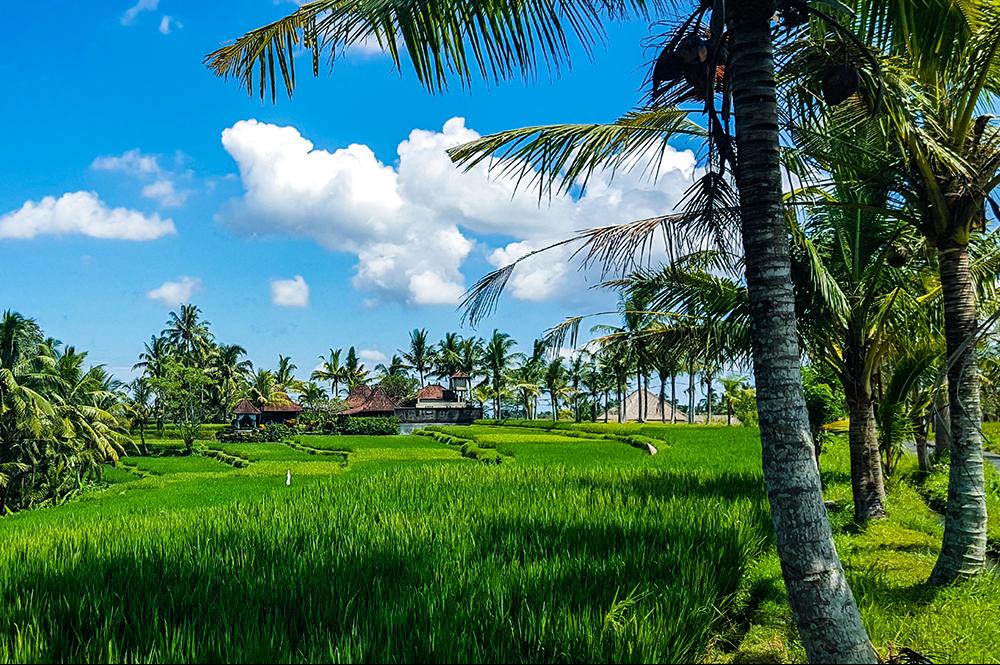 Ubud / Bali