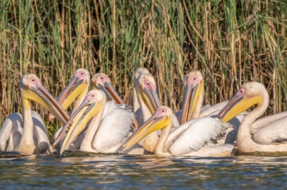 Donaudelta