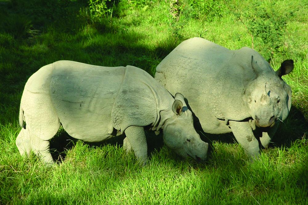 Neushoorns, Chitwan Nationaal Park