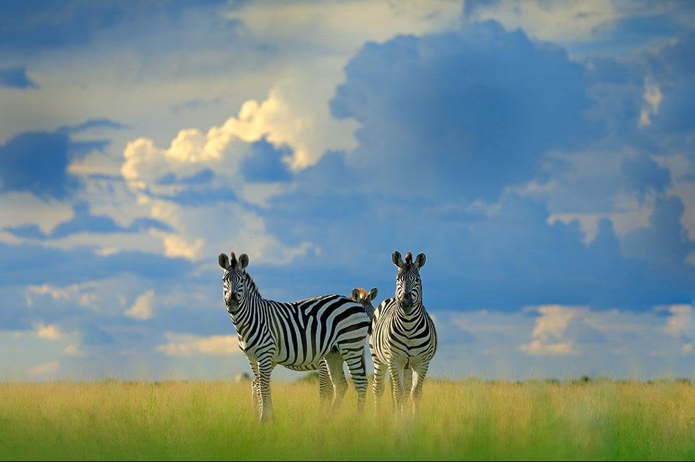 Vakantie naar Botswana (13)