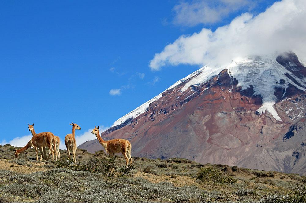 Vicuna's in de bergen