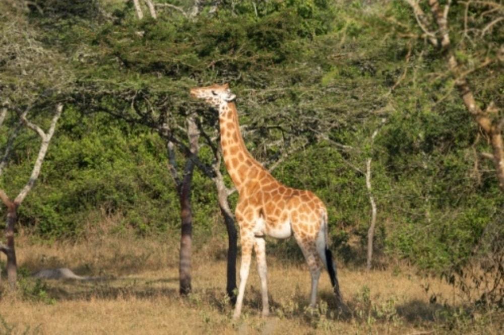 Giraffe in Lake Mburo Nationaal Park