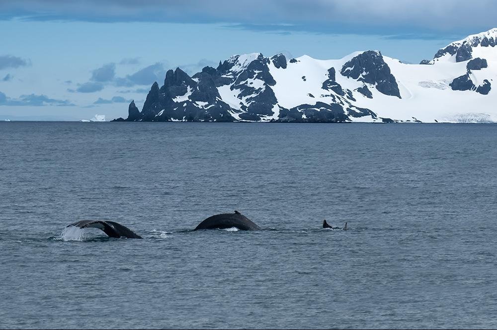 Cruise Zuid-Amerika & Antarctica (11)