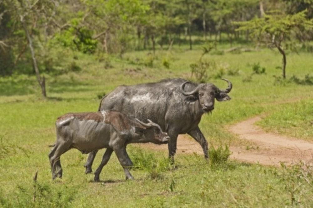 Buffels bij LakeMburo