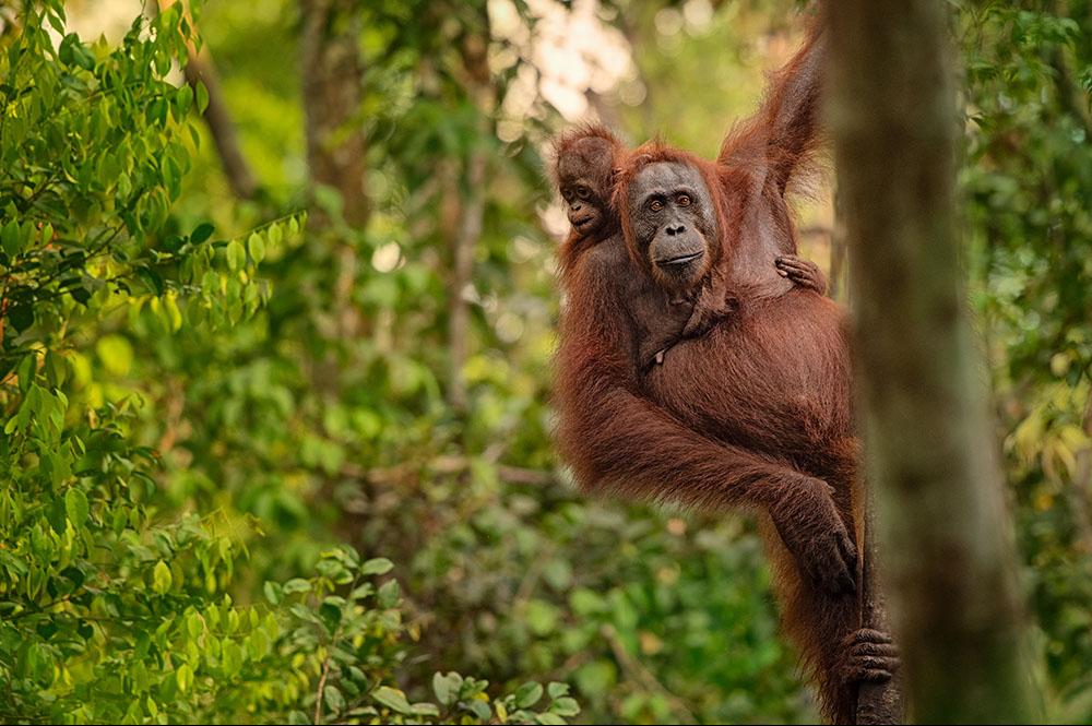 Orang oetangs op Borneo