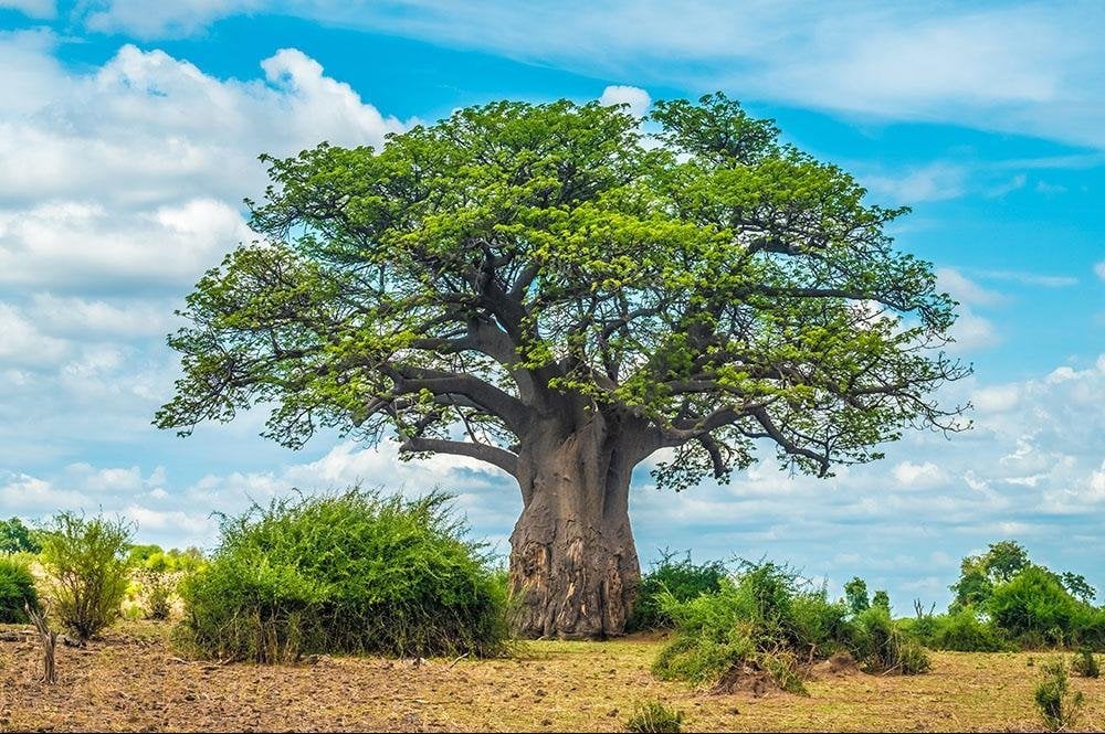 Vakantie naar Botswana (4)
