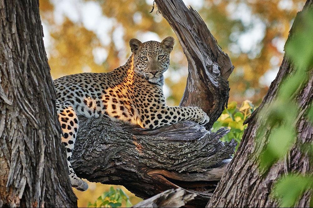 Vakantie naar Botswana (1)