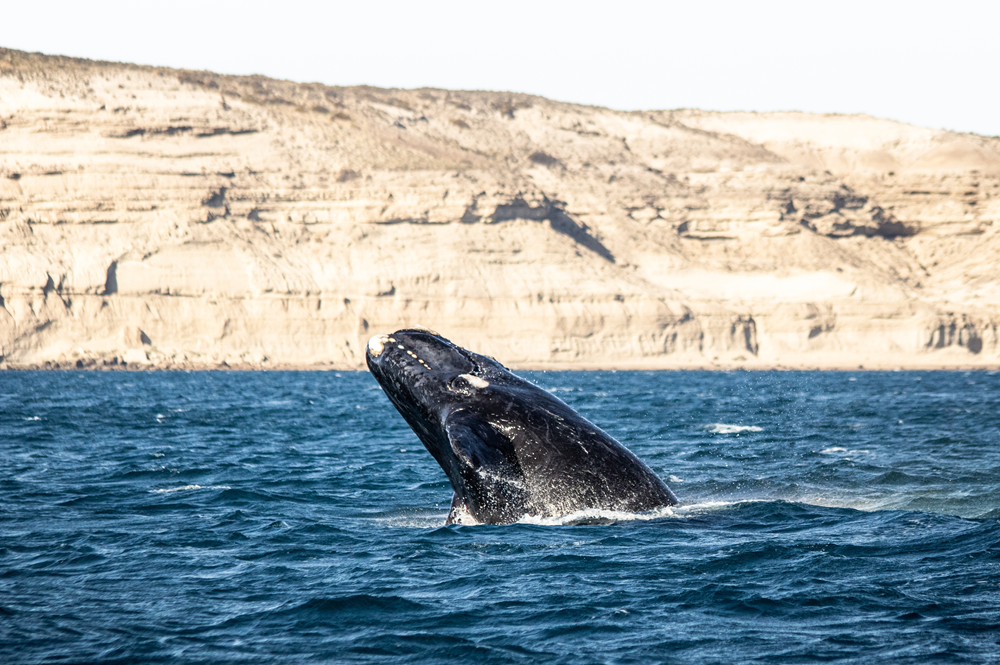 argentinie walvis.png