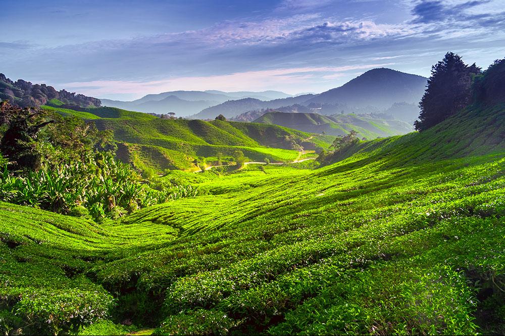 De theeplantages van Cameron Highlands