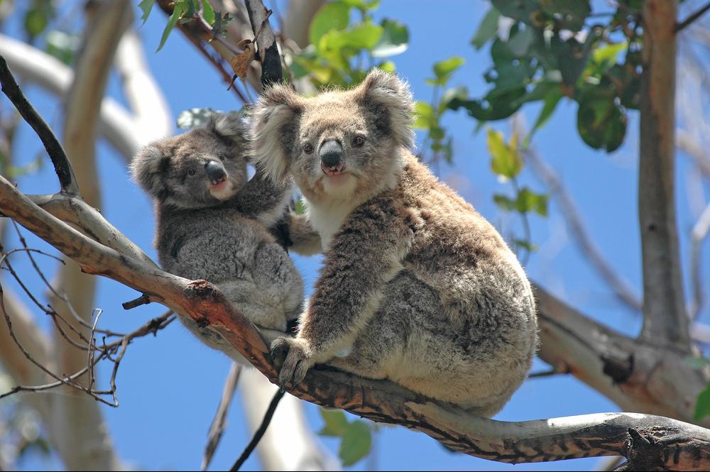 Koala's in Australië