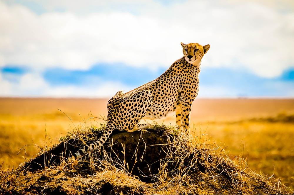 Vakantie naar Tanzania (13)