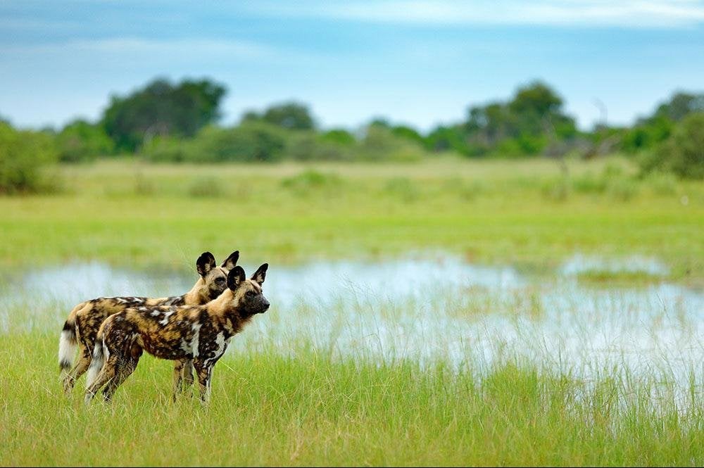 Vakantie naar Botswana (11)