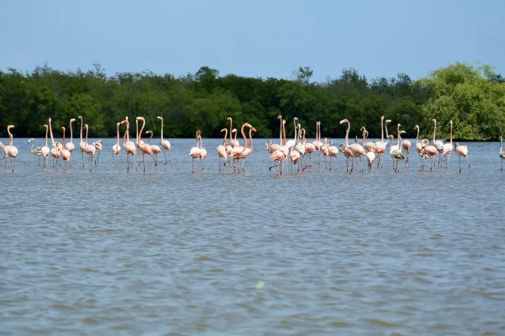 Flamingo's in Bigi Pan