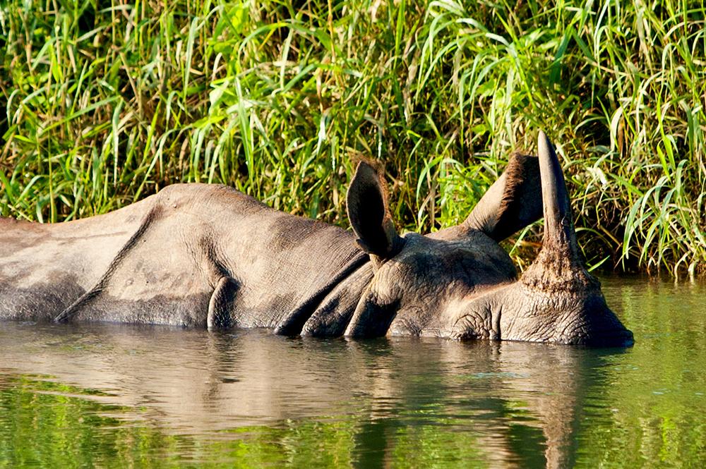 Neushoorn Nepal