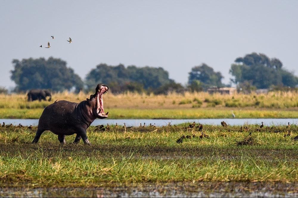 Vakantie naar Botswana (7)