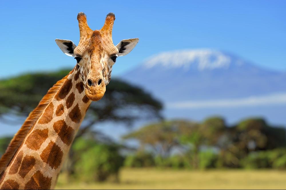 Vakantie naar Tanzania (7)