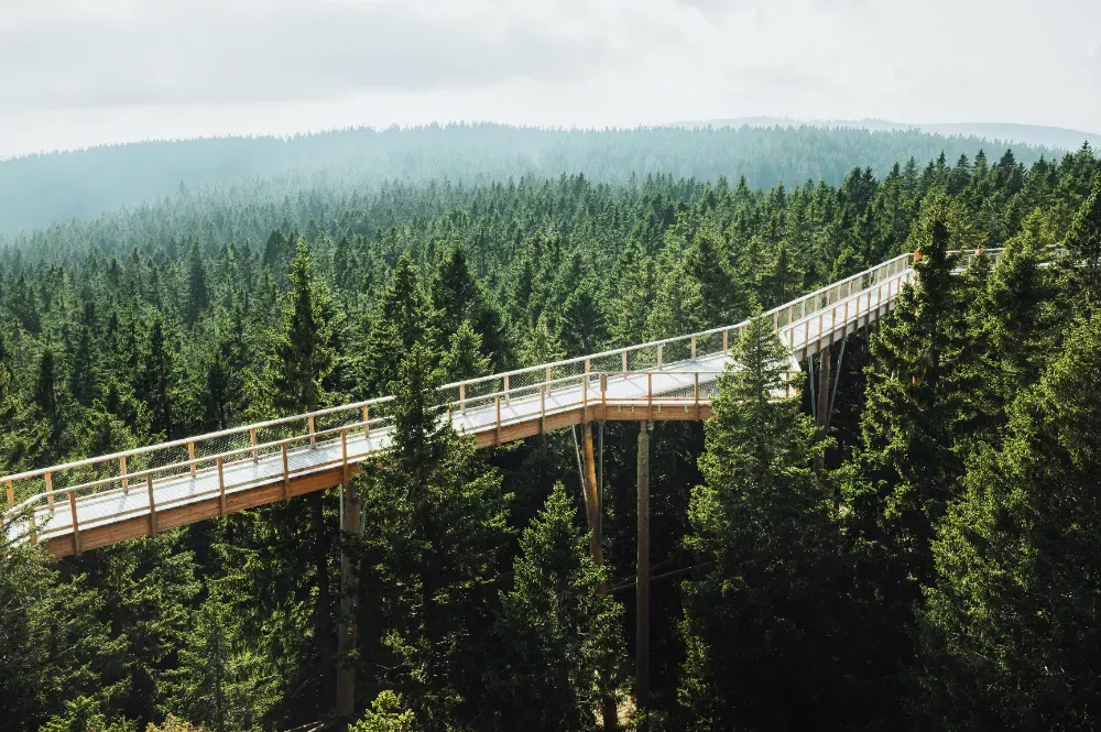 Treetop Walk Rogla, Slovenië