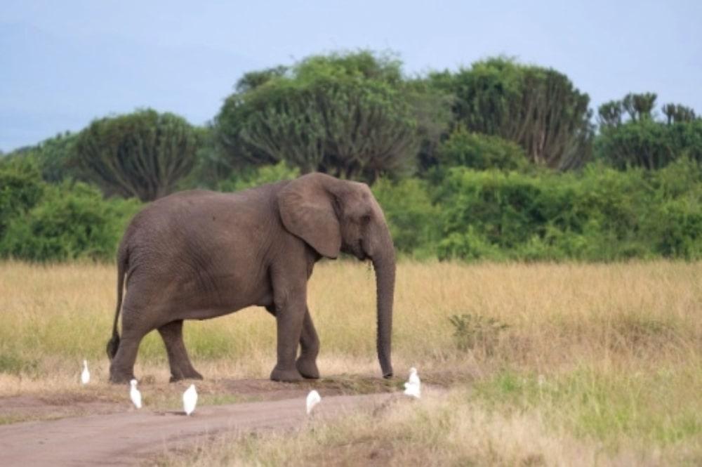 Olifant in Queen Elizabeth Nationaal Park