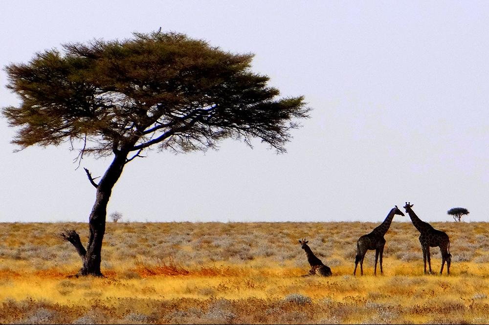 Vakantie naar Namibië (13)
