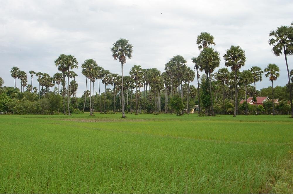 Vakantie naar Cambodja (8)