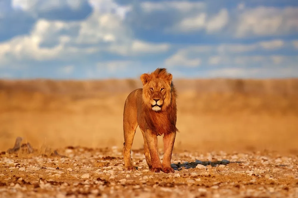 Afrikaanse leeuw Nationaal Park Etosha Namibie
