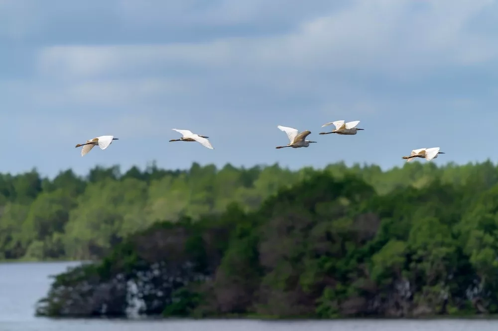 Vogels bij Bigi Pan