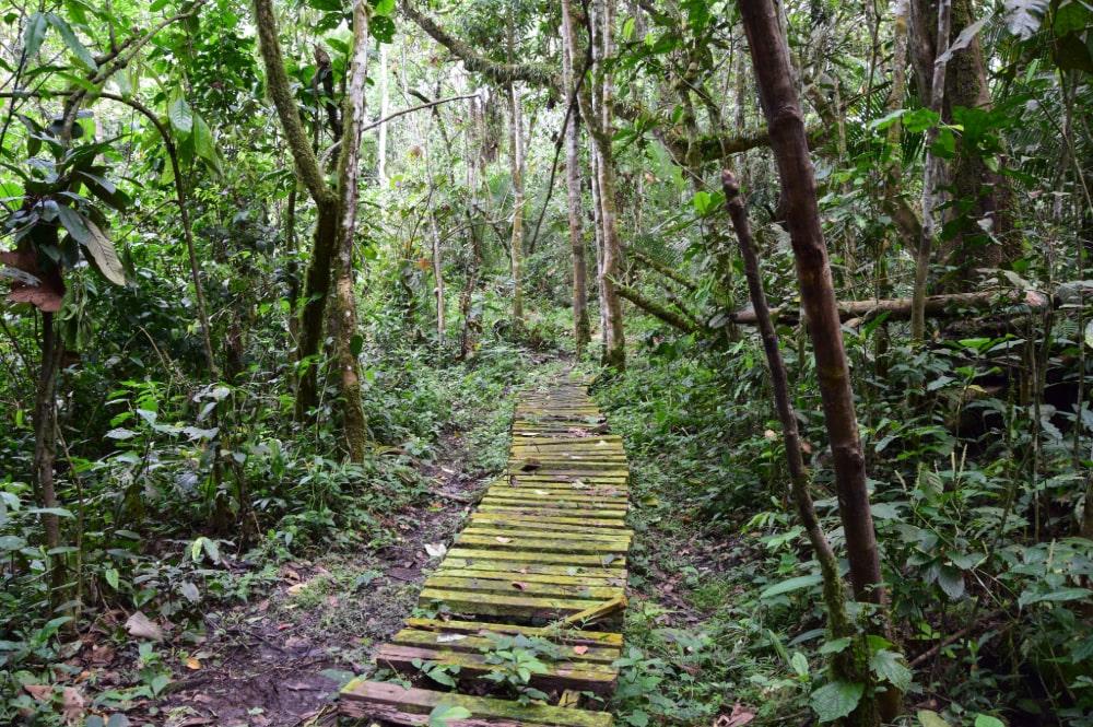 Kibale Nationaal Park