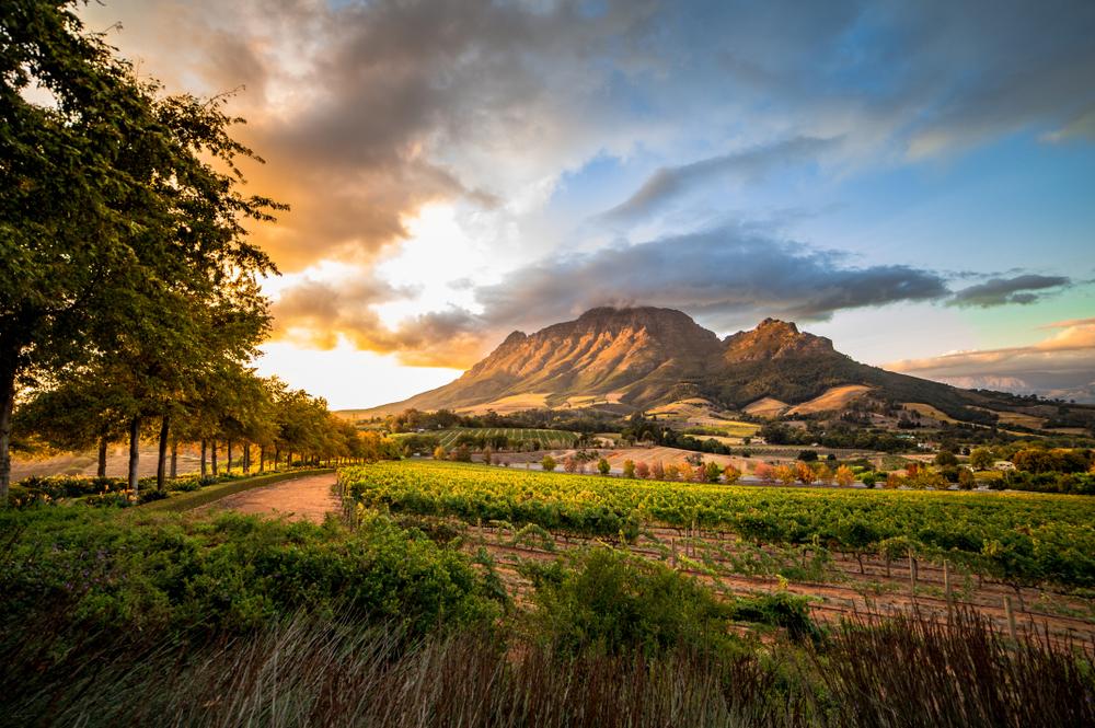 Wijnregio Stellenbosch Zuid-Afrika