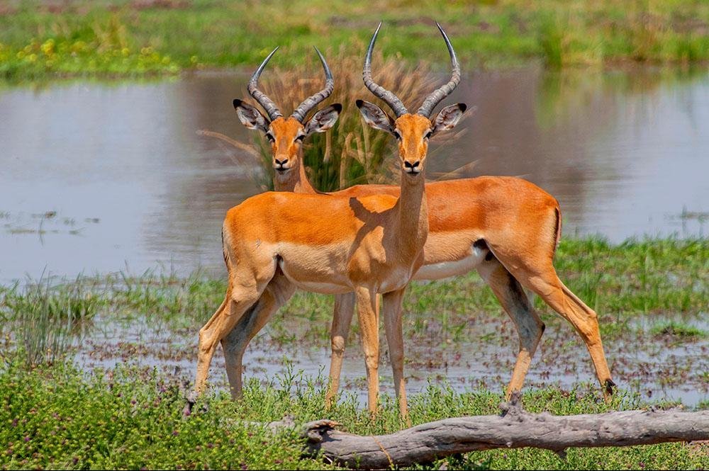 Vakantie naar Botswana (9)