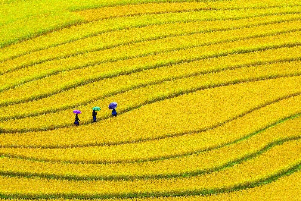 Vietnam Rijstvelden