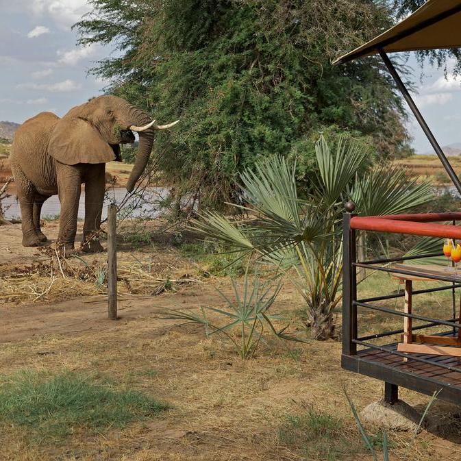 Ashnil Sumburu Camp, olifant