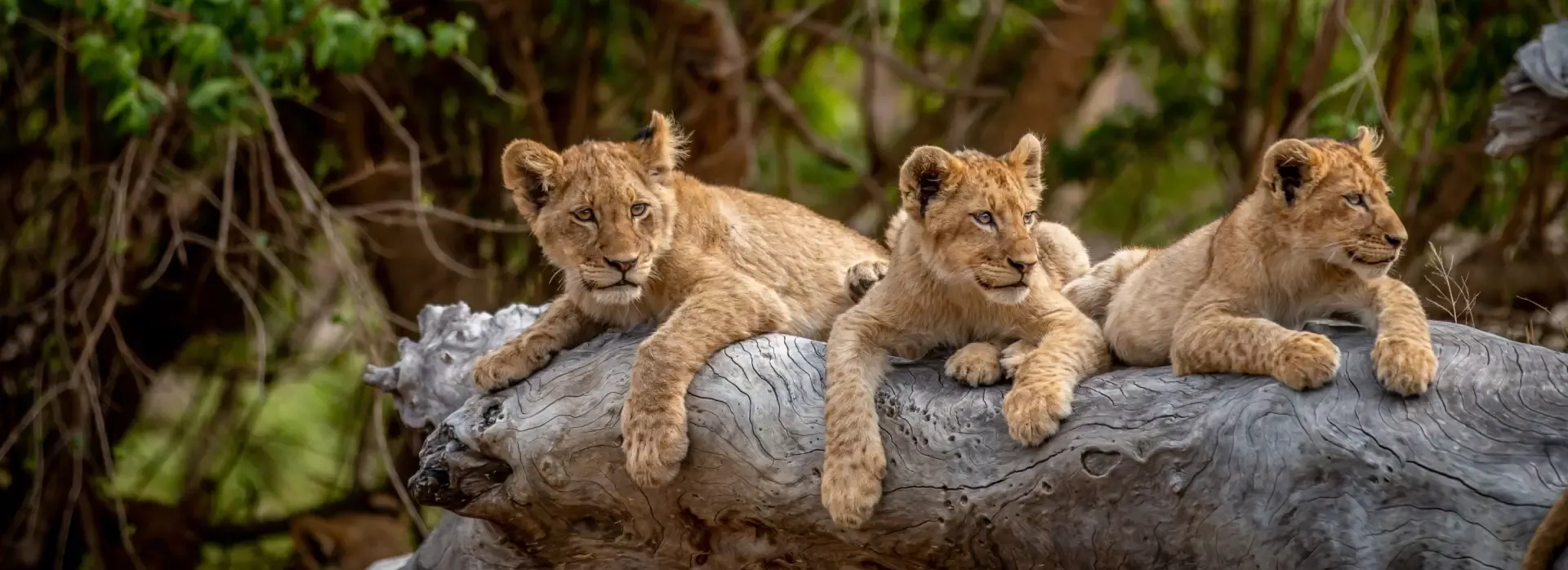 Zuid-Afrika Kruger Nationaal Park
