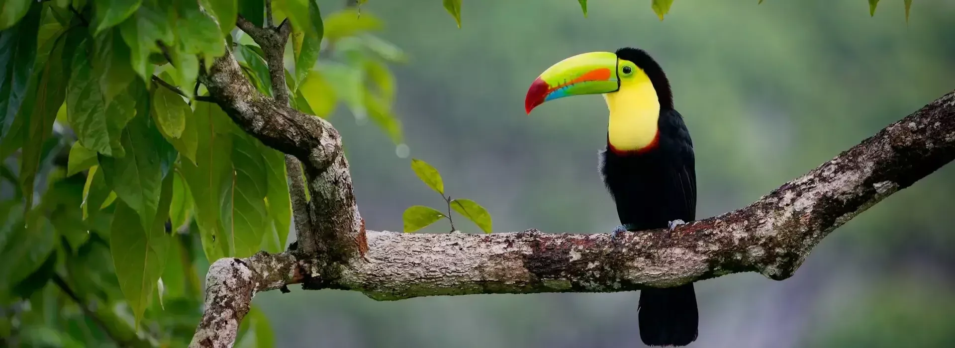 Costa Rica Toekan