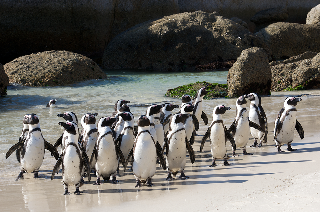 Boulders Beach