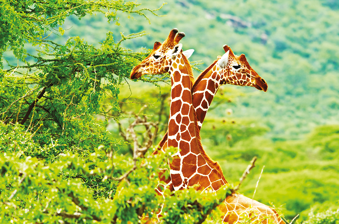 Giraffen tijdens een safari