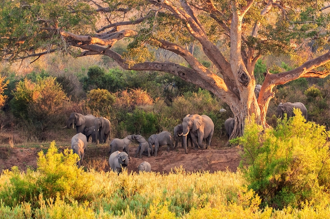 Kudde olifanten tijdens safari
