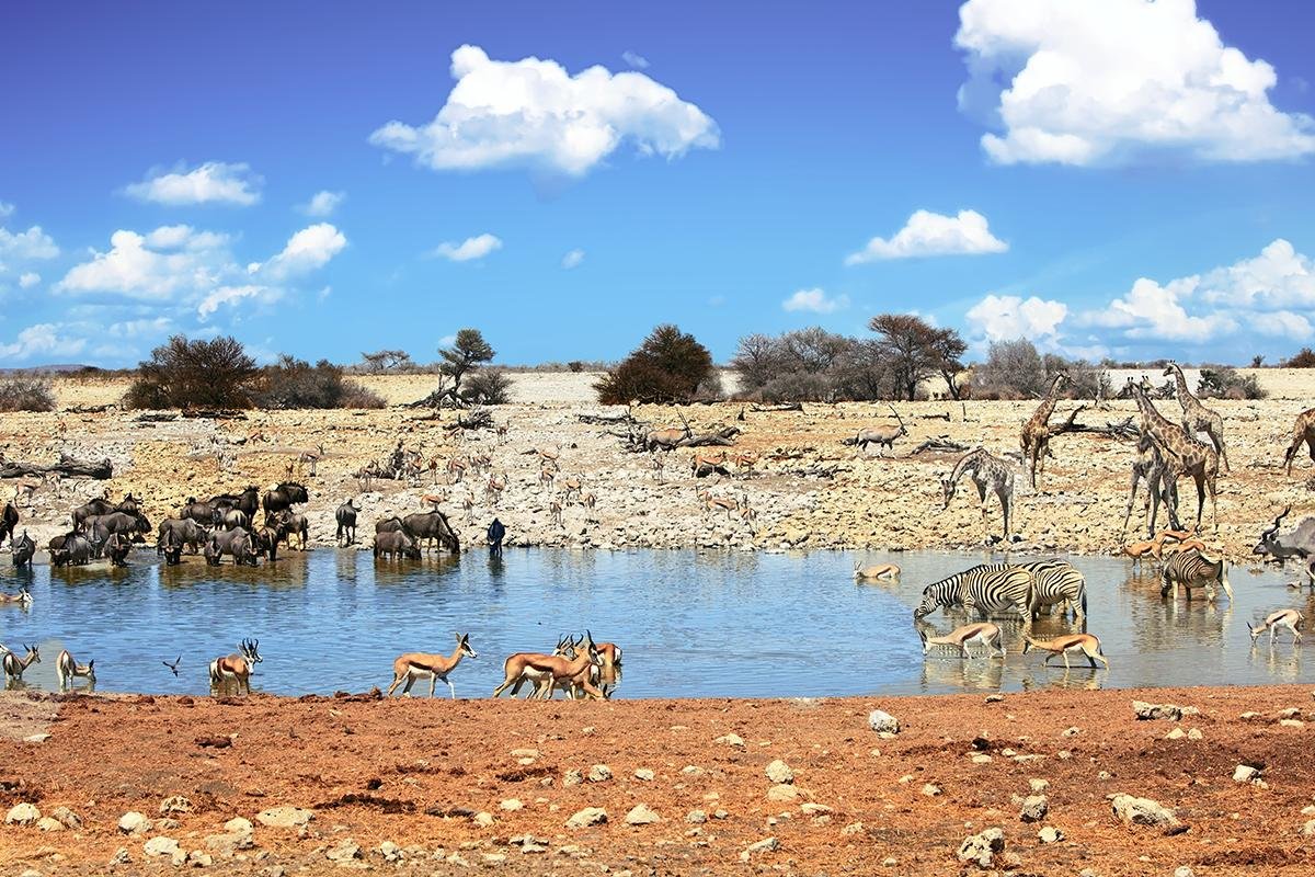 Etosha NP