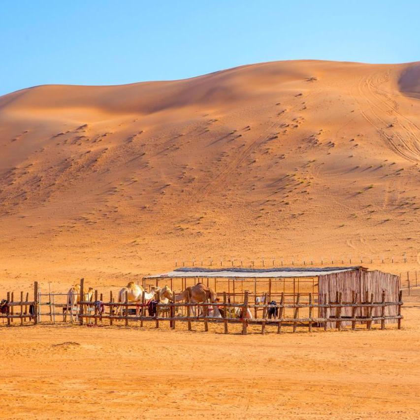 Arabian Oryx Camp, woestijn